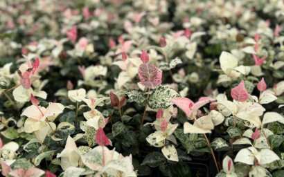 Trachelospermum jasminoides 'Tricolor'